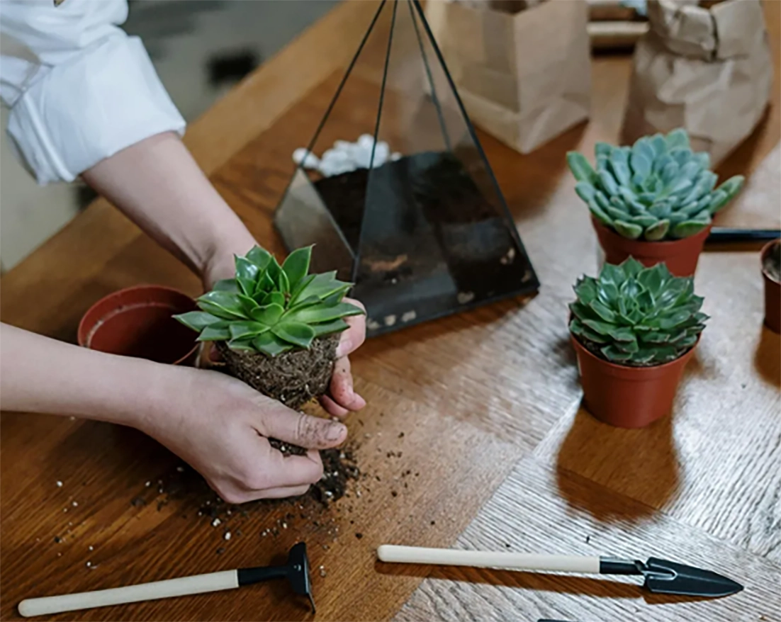 A person holding a plant in their hands.