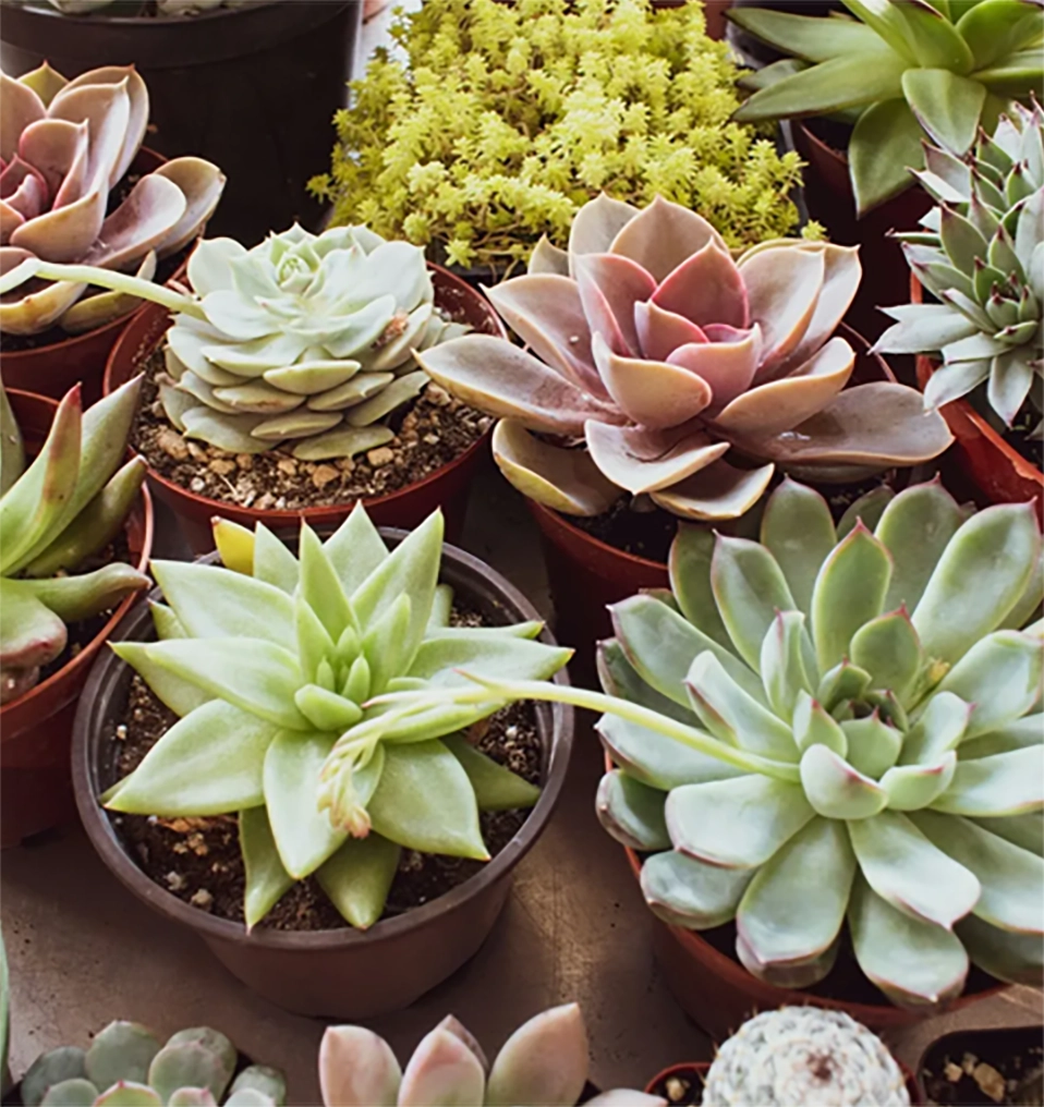 A table topped with lots of different types of plants.