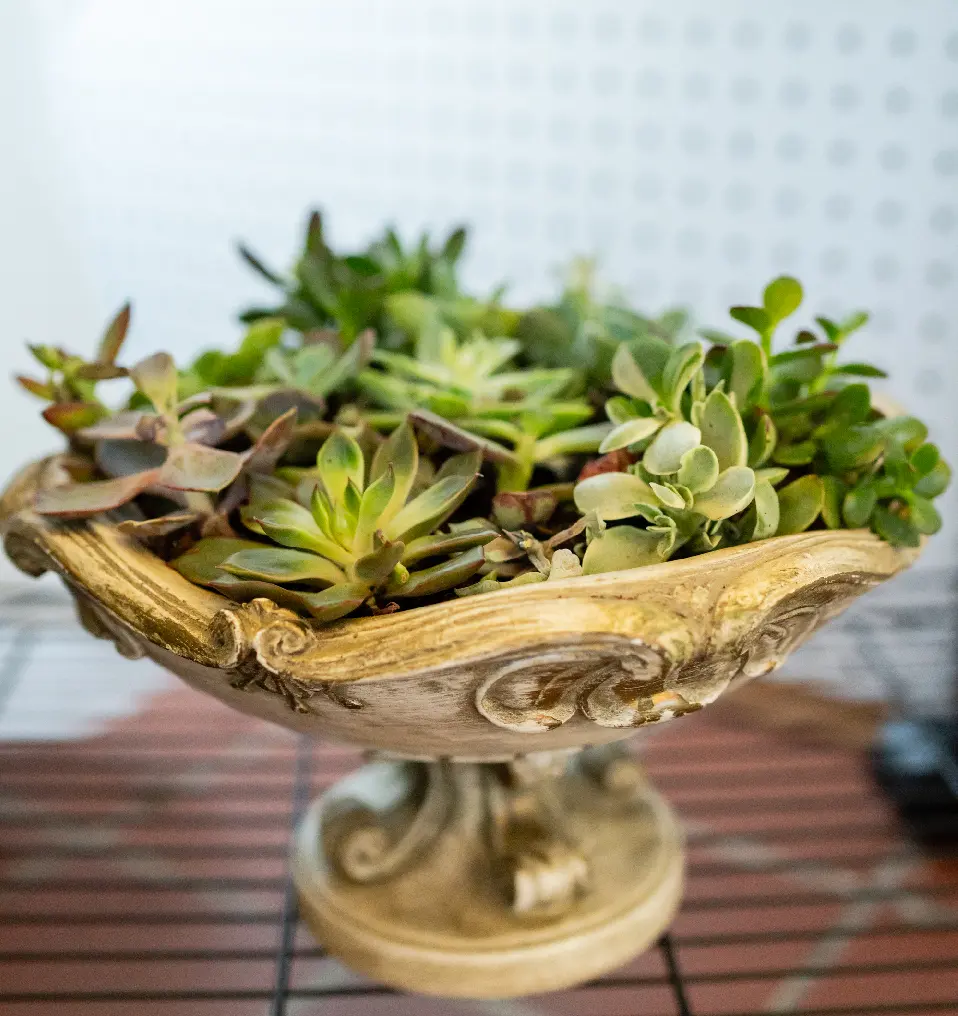 A bowl of succulents on top of a table.