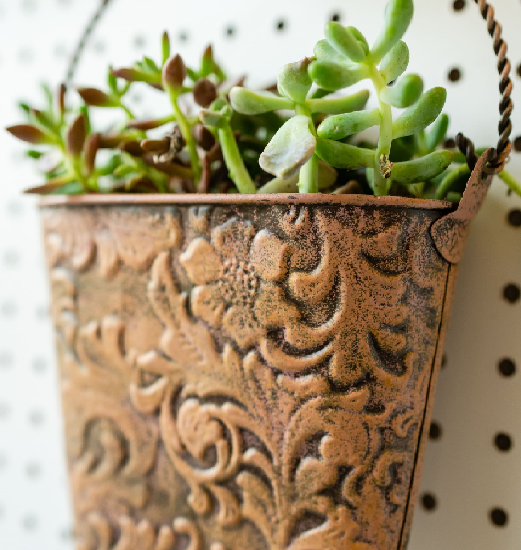 A wall mounted planter with plants in it.